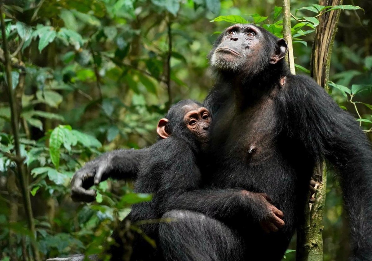 Una madre chimpancé (Xela) amamantando a su cría (Xort)