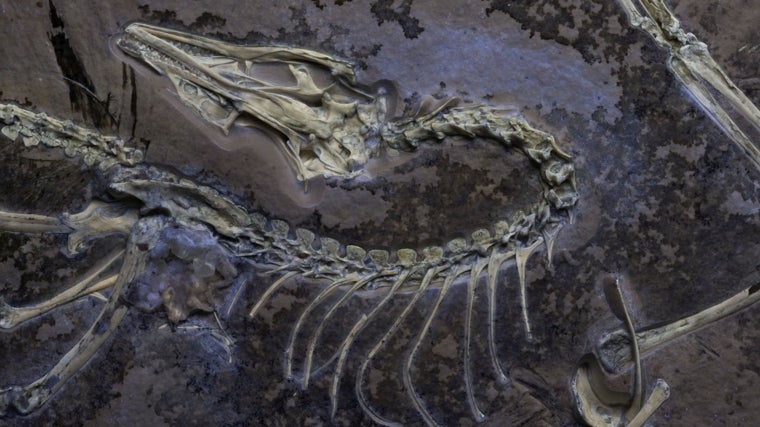 El Archaeopteryx de Chicago, bajo luz ultravioleta para mostrar tejidos blandos junto al esqueleto