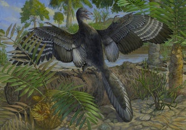 Confirman que Archaeopteryx, el ave más antigua, ya alzaba el vuelo