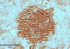 La Policía identifica en Segovia la huella dactilar más antigua del mundo, dejada por un neandertal al representar una nariz humana