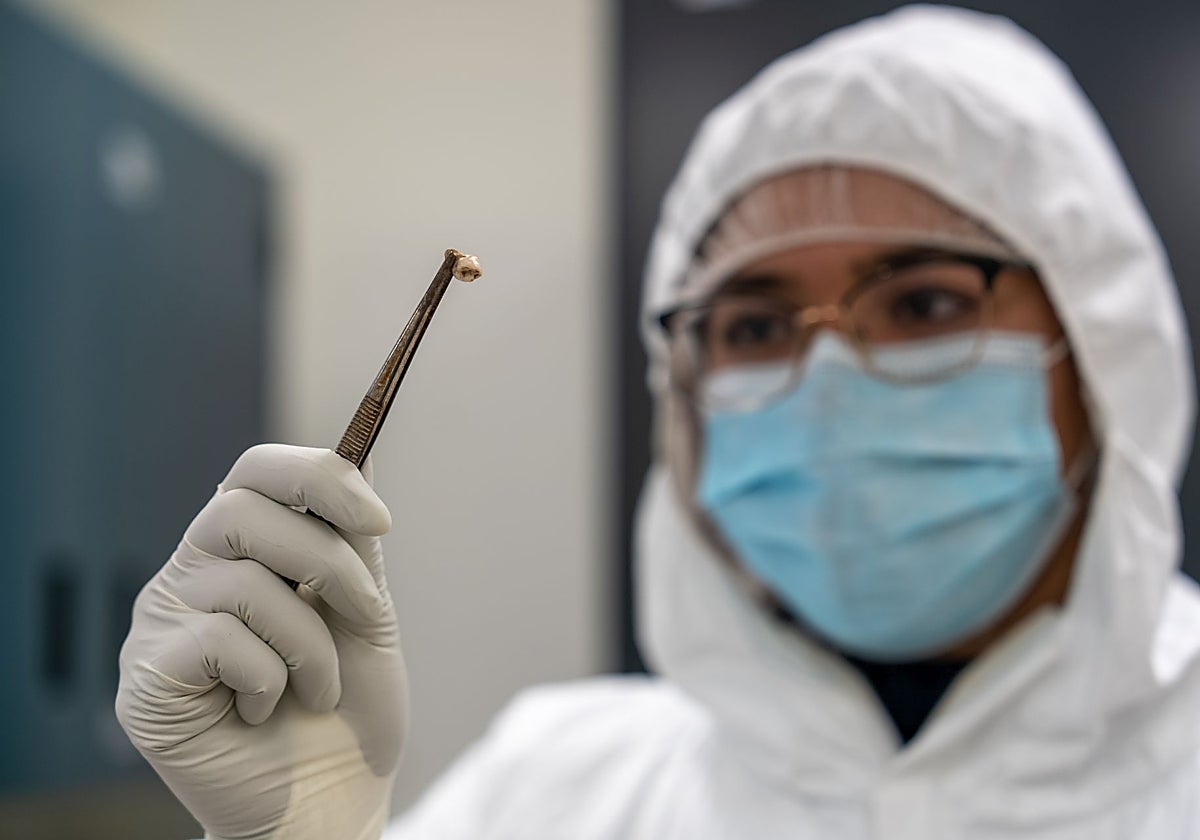 La coautora principal Ravneet Sidhu examina un diente humano antiguo en el Centro de ADN Antiguo McMaster