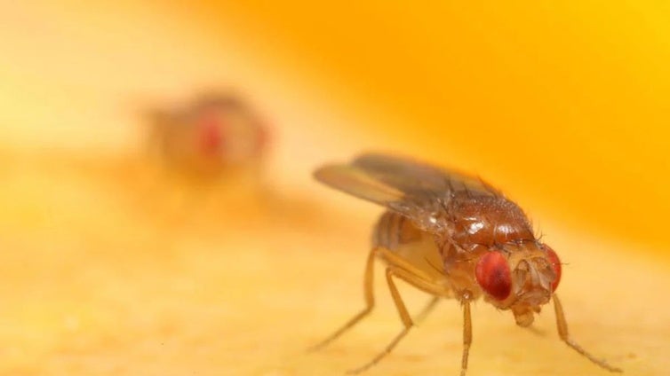 Modifican genes de las moscas de la fruta para hacerlas adictas a la cocaína