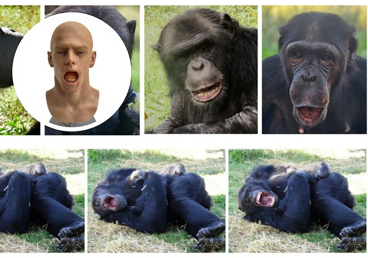 El androide (en el círculo) y la reacción de los chimpancés, que bostezan y se echan a dormir