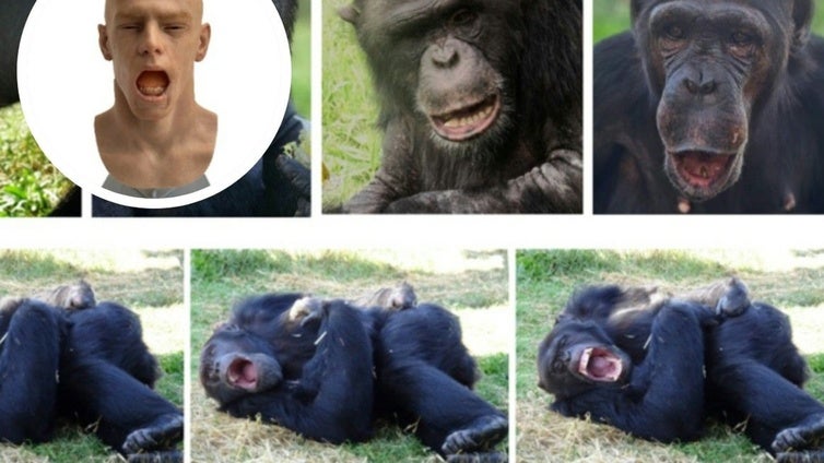 Los chimpancés se contagian de los bostezos de un androide e incluso se echan a dormir