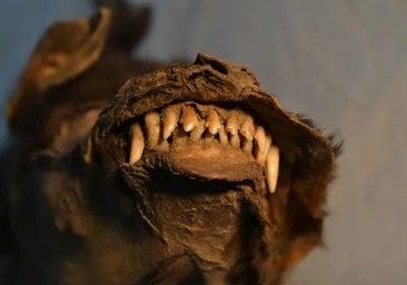 No eran mascotas: los cachorros momificados de Tumat, dos lobas hermanas que murieron hace 14.000 años
