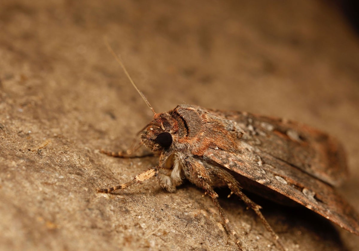 Una polilla bogong