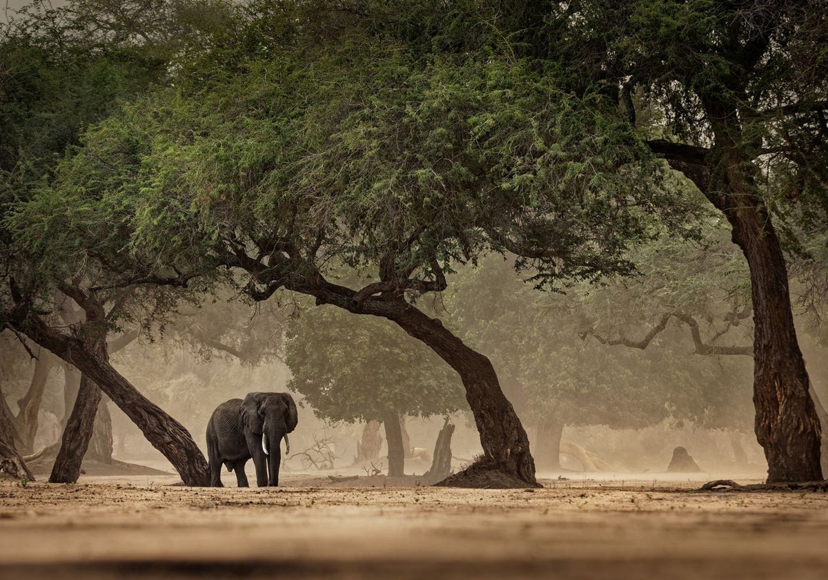 Los humanos tuvieron que aprender a prosperar en una variedad de entornos africanos antes de poder dispersarse por el mundo