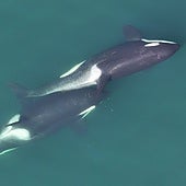 Las orcas arrancan algas para rascarse la espalda unas a otras