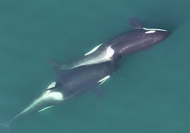 Las orcas arrancan algas para rascarse la espalda unas a otras
