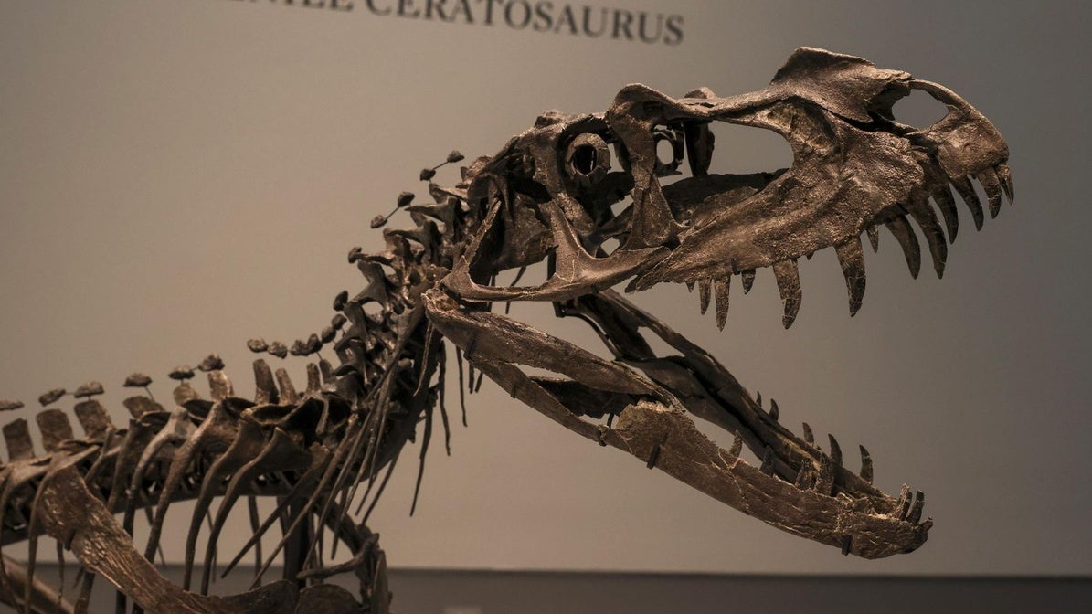 La casa de subastas Sotheby's vende un dinosaurio bebé por 30,5 millones de dólares