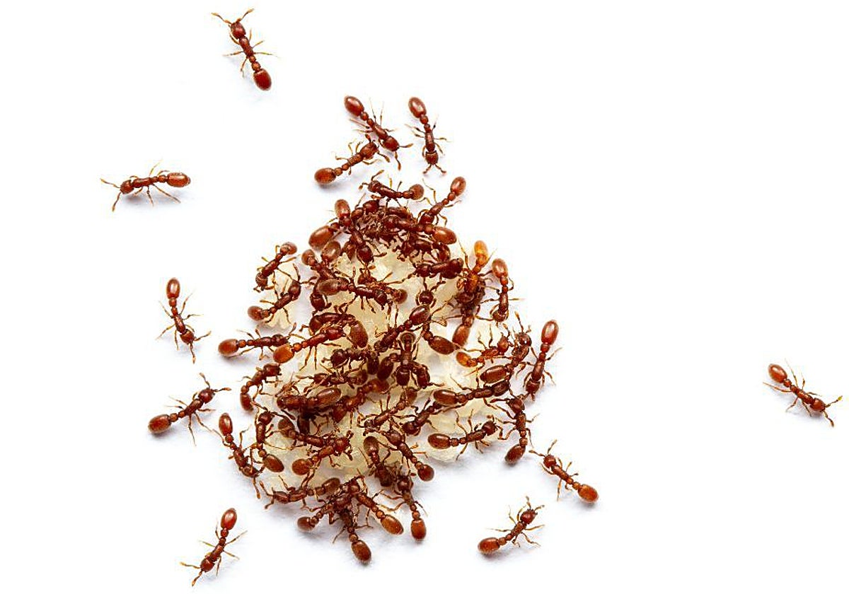 Una de las colonias de hormigas invasoras clonales usadas por los científicos en su laboratorio