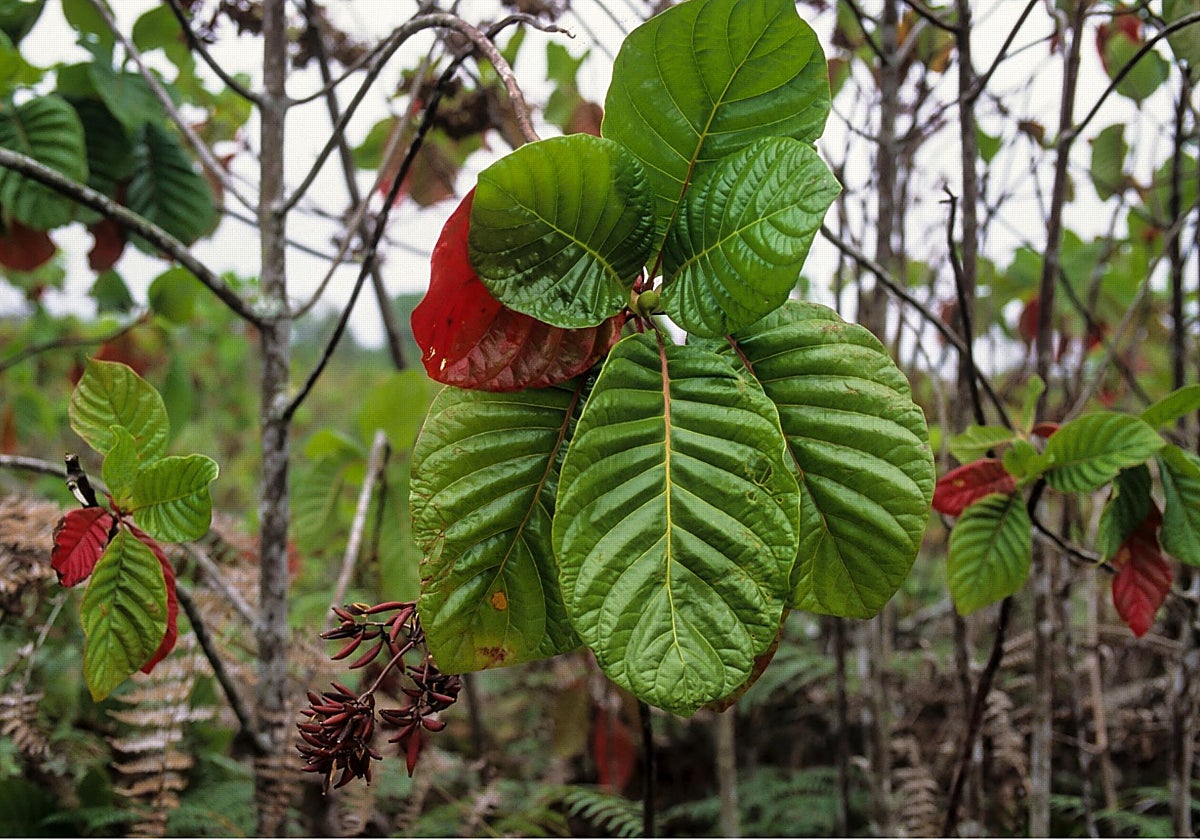 El árbol de la quinina