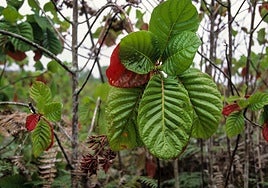 La corteza milagrosa que salvó la vida de reyes, papas y ejércitos