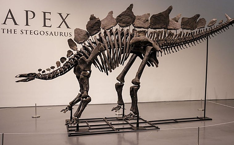 Imagen principal - En la imagen grande, 'Apex', el dinosaurio vendido en una subasta de Sotheby's por 44,6 millones de dólares, cifra récord hasta la fecha. En segunda posición, 'Stan', el T.Rex adjudicado en una subasta de Christie's por 31,8 millones de dólares. Por último, el Ceratosaurus recientemente subastado por Sotheby's, que alcanzó los 30,5 millones de dólares