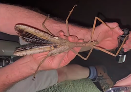 Descubren un insecto gigante de casi medio metro en Australia