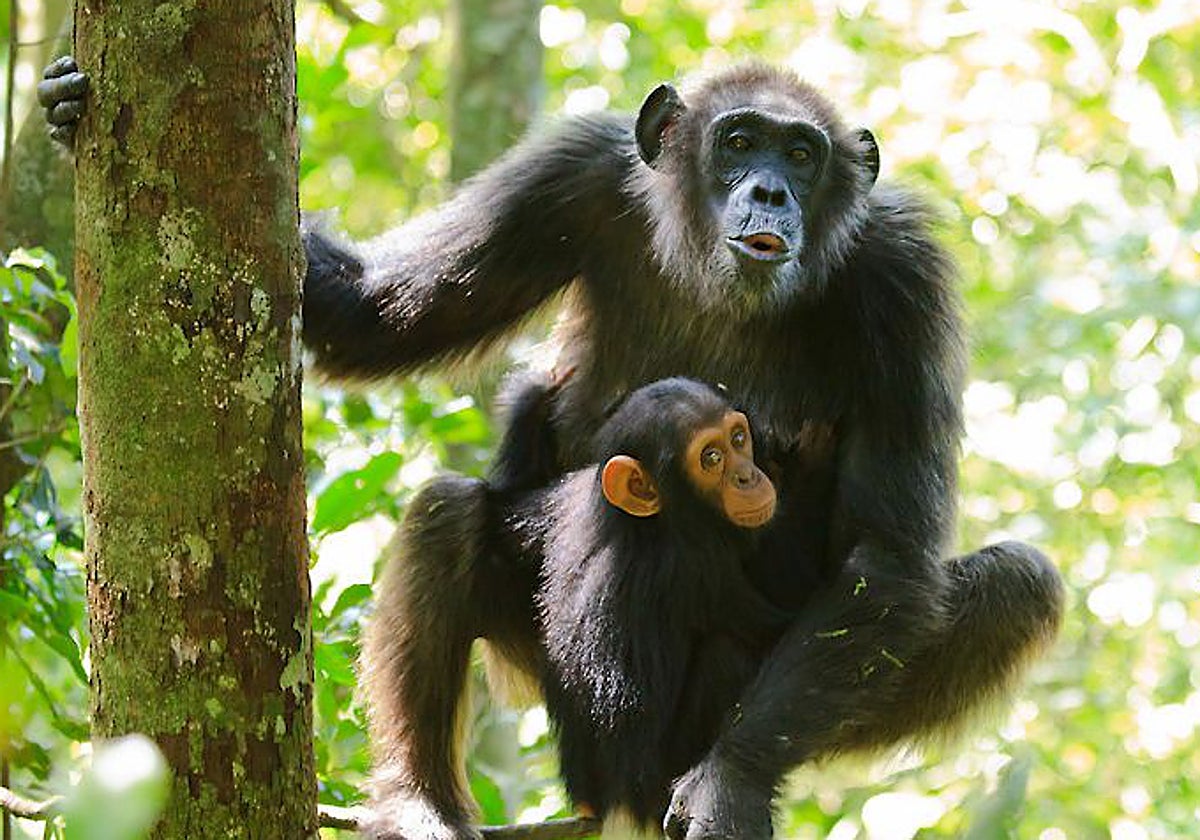 Una madre chimpancé vocaliza en presencia de su cría