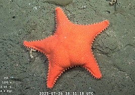 Los amigos de Bob Esponja en la vida real: la fauna del Atlántico Sur se convierte en un fenómeno viral