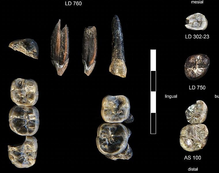 El hallazgo de una especie desconocida cambia la historia de la evolución humana
