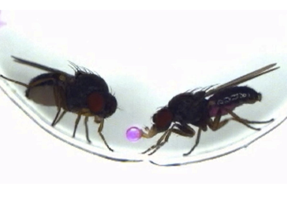 En lugar de 'cantar' batiendo las alas, los machos de Drosophila subobscura regurgitan comida y la ofrecen como regalo a las hembras durante el cortejo