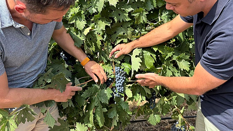 Uno de los racimos de Bodegas Fariña