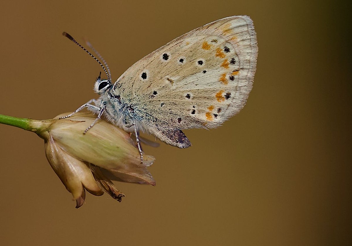 La mariposa Niña del Atlas