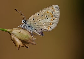La Niña del Atlas, la mariposa que se rompió en 200 pedazos y sobrevivió