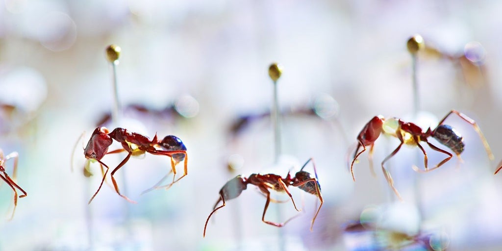 Más cerca de comprender las razones del 'Apocalipsis de los insectos'