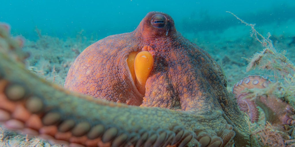 Todo lo que un pulpo puede hacer con sus ocho brazos: cuáles, cómo y para qué los utiliza