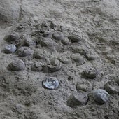 Un 'reloj atómico' interno permite, por primera vez, la datación precisa de huevos de dinosaurio