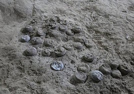 Un 'reloj atómico' interno permite, por primera vez, la datación precisa de huevos de dinosaurio