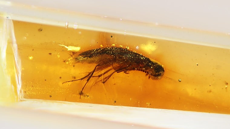Un escarabajo atrapado en ámbar