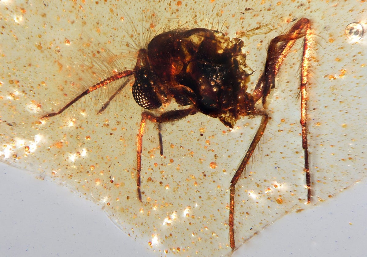 Una mosca (Diptera: Nematocera) atrapada en una muestra de ámbar