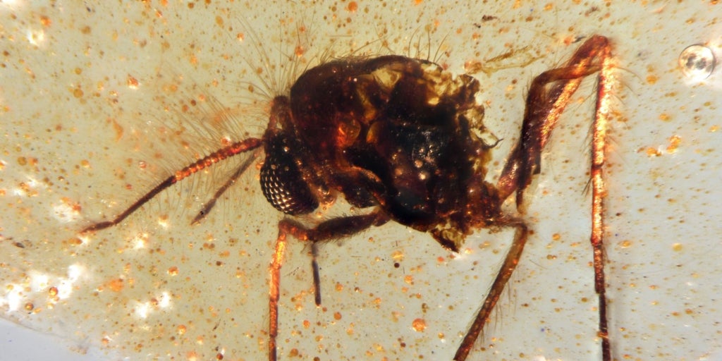 Insectos de hace 100 millones de años atrapados en ámbar, el tesoro de una cantera de Ecuador descubierto por españoles