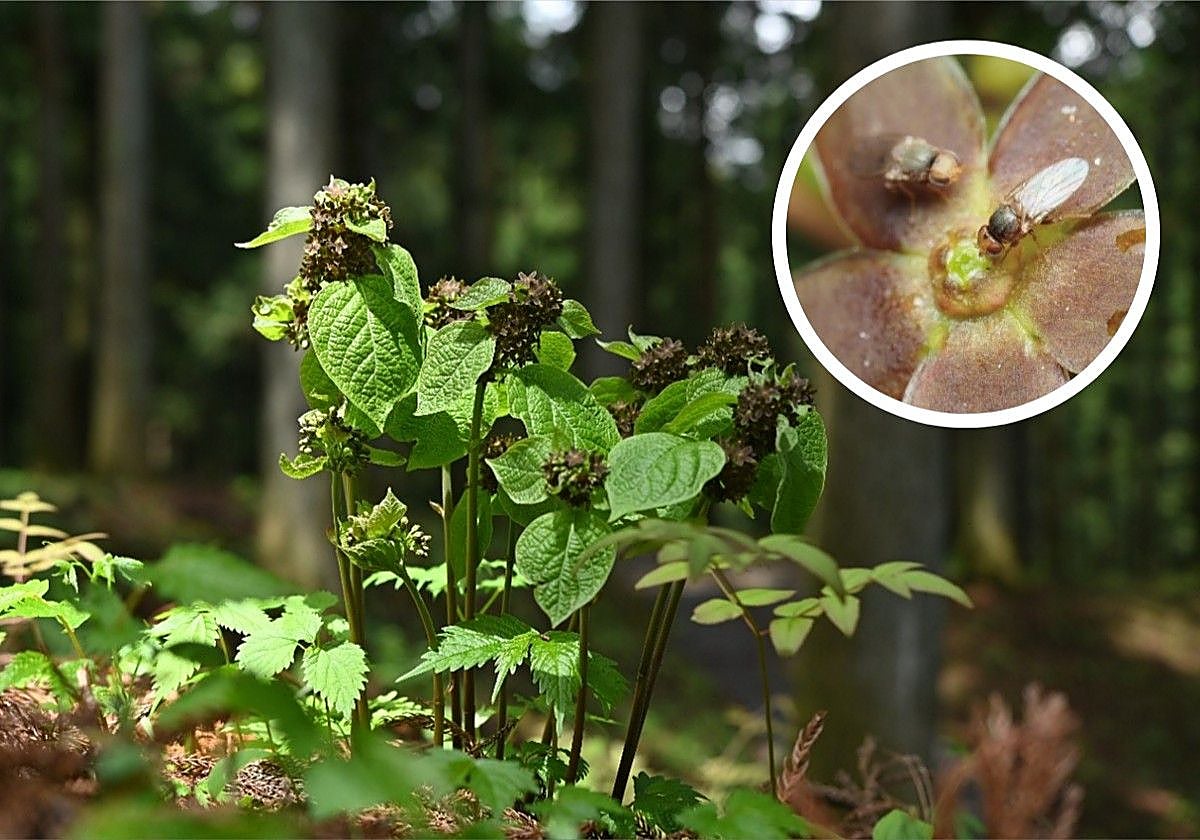 La adelfa, en su hábitat natural. En el círculo, la mosca de la hierba visitando las flores