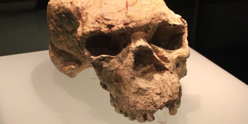 Descubren al miembro más antiguo del linaje de los denisovanos