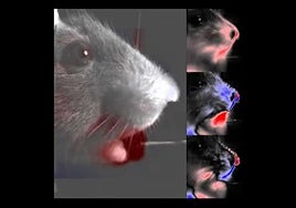 Científicos leen los «pensamientos» de los ratones con solo mirar su cara