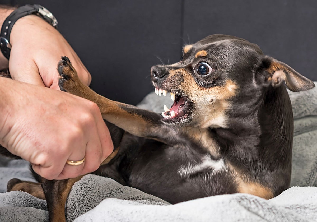 Un estudio con 4.500 perros confirma que los cachorros abandonados son más agresivos y miedosos cuando son adultos
