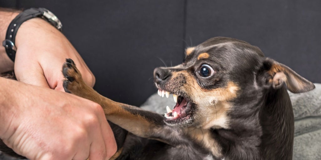 Un estudio con 4.500 perros confirma que los cachorros abandonados son más agresivos y miedosos cuando son adultos