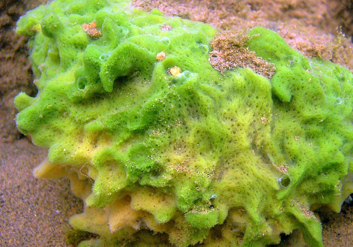 Confirman que las esponjas fueron los primeros animales de la Tierra