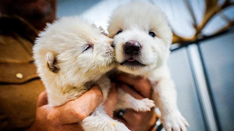 'Rómulo y Remo', los cachorros de lobo gigante