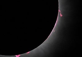 El extraño comportamiento de las aves durante el eclipse total de EE.UU.