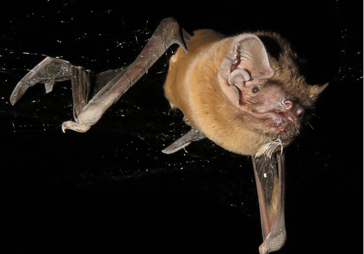 Nóctulo grande volando en la noche