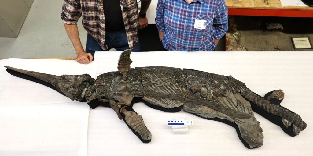 Descubren el 'dragón espada', un raro reptil del Jurásico, en la costa de Inglaterra