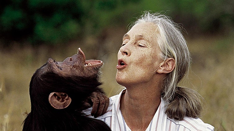 Revelan la causa de la muerte de la primatóloga Jane Goodall