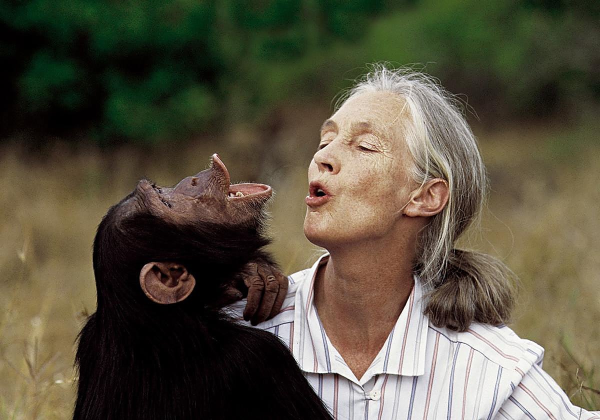 Jane Goodall, con un chimpancé.