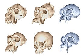 Por qué la evolución humana fue mucho más rápida que la del resto de los primates