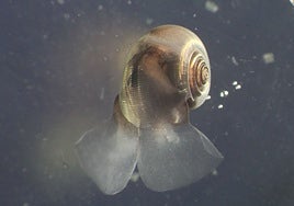 Las conchas de plancton, olvidadas por los científicos, podrían tener la clave del futuro de la Tierra