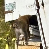 Uno de los monos fugados tras el accidente