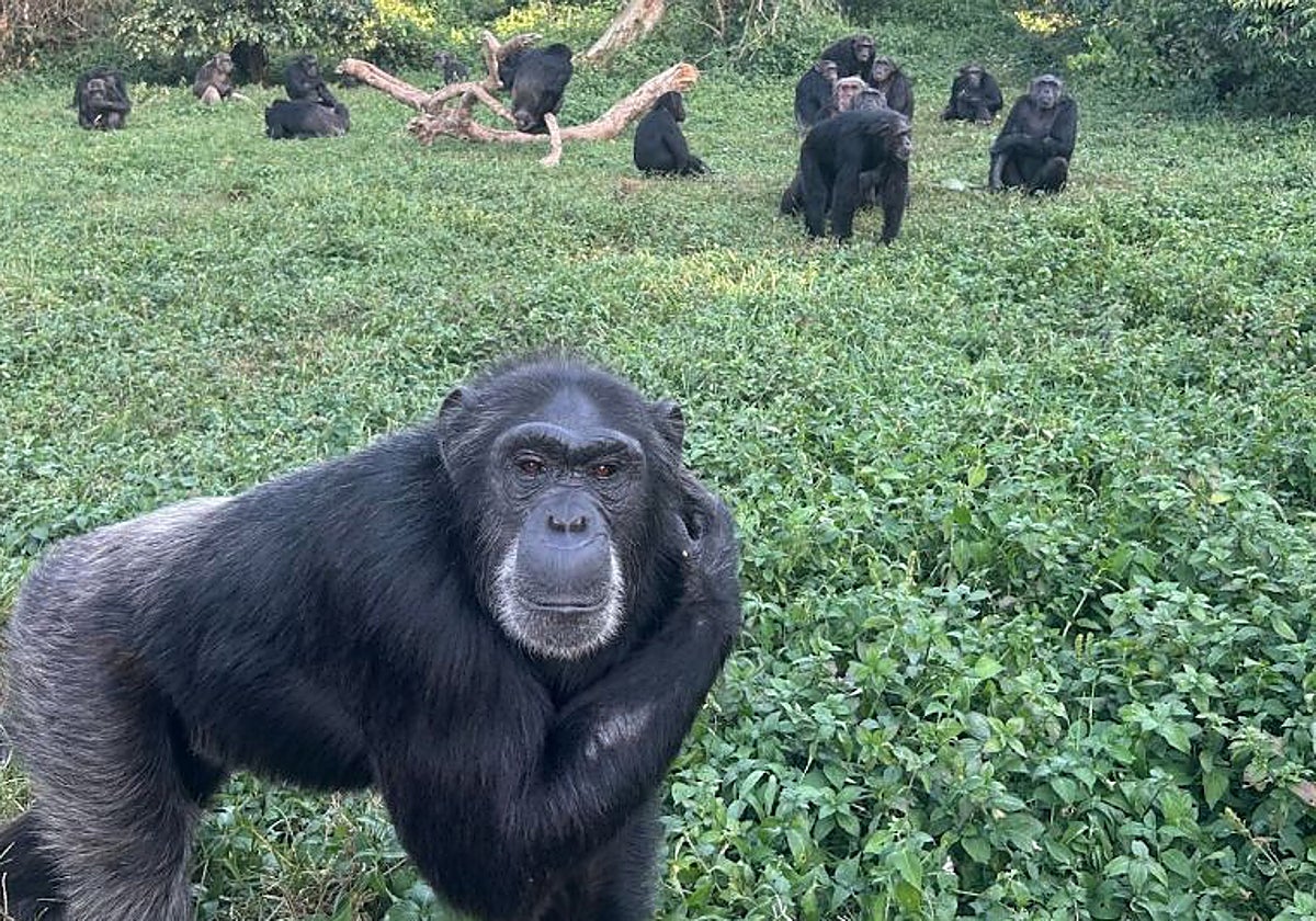 Imagen del Santuario de Chimpancés de la Isla Ngamba, en Uganda, donde los científicos llevaron a cabo sus experimentos