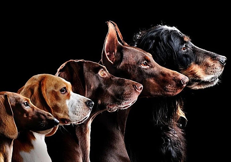 Ya había perros de distinto aspecto hace más de 10.000 años